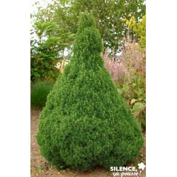 PICEA glauca 'Conica' FF...