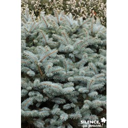 PICEA pungens 'Glauca...
