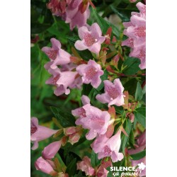 ABELIA 'Edward Goucher' FF...