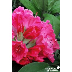 RHODODENDRON hybride...