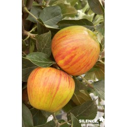 POMMIER 'Reine des...