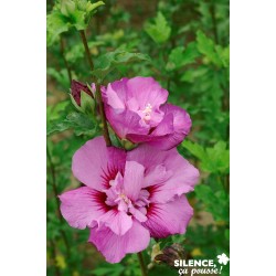 HIBISCUS syriacus Eruption®...