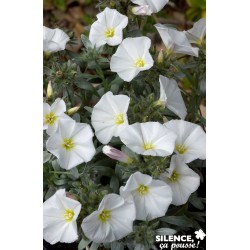 CONVOLVULUS cneorum FF...