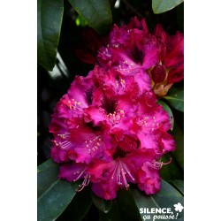 RHODODENDRON hybride...