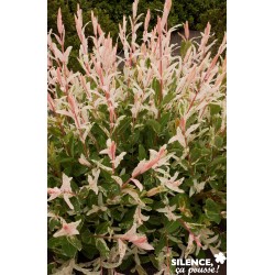 SALIX integra...