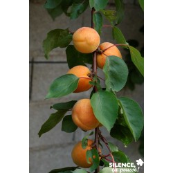 Abricotier polonais...