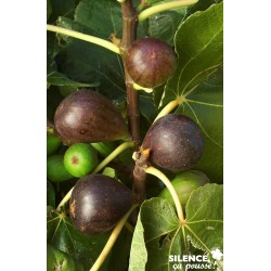 FIGUIER 'Brown Turkey' FF...