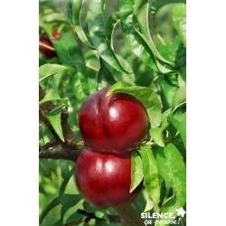 Nectarinier morton...