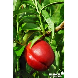 NECTARINIER 'Nectared' FF...