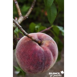 PECHER 'Peche de Vigne' FF...