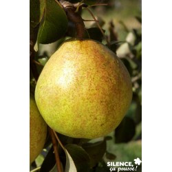 POIRIER 'Doyenne du Comice'...