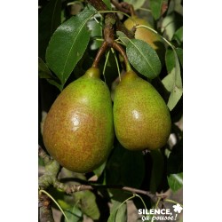 Poirier Louise Bonne...