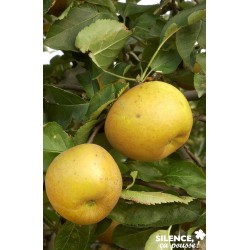 POMMIER 'Reinette Grise du...