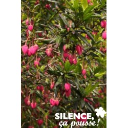 Crinodendron Hookerianum...