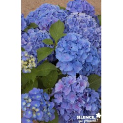 HYDRANGEA macrophylla...