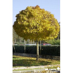 ACER platanoides 'Globosum'...