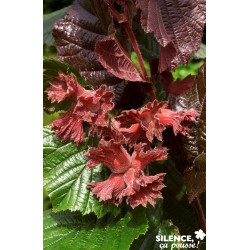 NOISETIER 'Rouge de Zeller'...