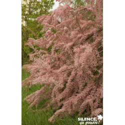 TAMARIX tetrandra FF...