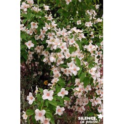 PHILADELPHUS 'Belle Etoile'...