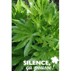 FATSIA japonica FF 80/100 C10L