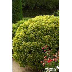 EUONYMUS japonicus...