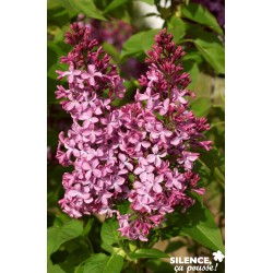 SYRINGA vulgaris 'Princesse...