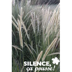 PENNISETUM macrourum FF C4.5L