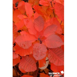 COTINUS 'Grace' FF 90/110 C10L