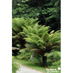 Dicksonia Antartica Tfe-C4.5L