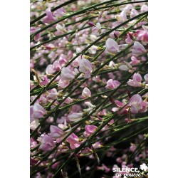 CYTISUS scoparius 'Moyclare...