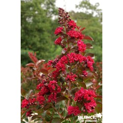 LAGERSTROEMIA indica...