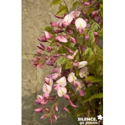 WISTERIA brachybotrys...