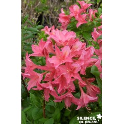 AZALEA mollis 'Jolie...