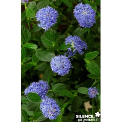 Ceanothus Thyrsiflorus...