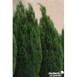 CHAMAECYPARIS lawsoniana...