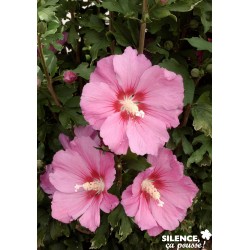 HIBISCUS syriacus 'Pink...