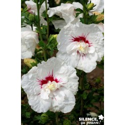 HIBISCUS syriacus 'French...