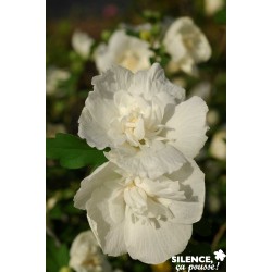 HIBISCUS syriacus 'White...