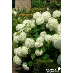 HYDRANGEA arborescens...