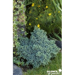 JUNIPERUS squamata 'Blue...