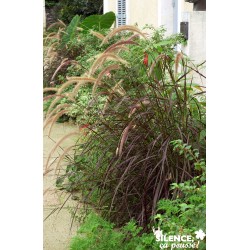 PENNISETUM setaceum...