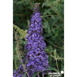 BUDDLEJA davidii Reve de...