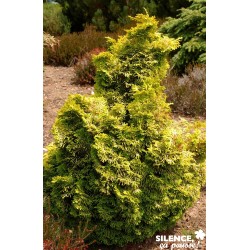 CHAMAECYPARIS obtusa...