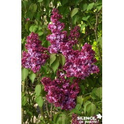 SYRINGA vulgaris 'Prince...