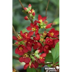 CHAENOMELES speciosa Hot...