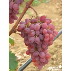 VIGNE 'Katharina' COV PALIS...