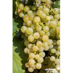 VIGNE 'Chasselas Dore de...