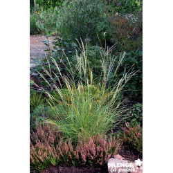 MISCANTHUS sinensis...