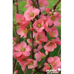 CHAENOMELES speciosa...
