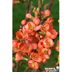 CHAENOMELES speciosa...